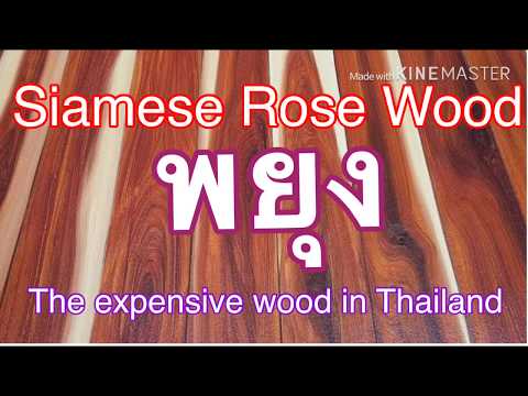 Siamese Rose Wood The Expensive wood in Thailand พยุง ภาคภาษาอังกฤษ ครั้งแรกของ นายรักต้นไม้